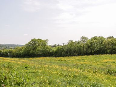 A grassy field with yellow flowers and trees in the background at The Hayloft in Stockland Honiton