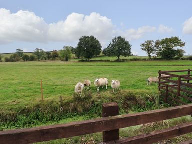 A green field with six sheep near a wooden fence and trees in the background at The Pod at Bank House Farm The Blythe near Hixon