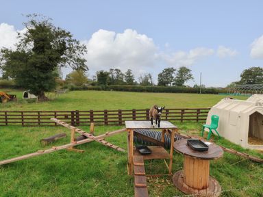 A goat standing on a wooden platform in a grassy fenced enclosure with ramps and a plastic shelter at The Pod at Bank House Farm in The Blythe near Hixon