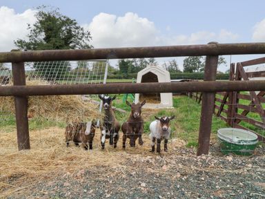 Four young goats standing behind a wire fence with hay on the ground and a small animal shelter in a field at The Pod at Bank House Farm in The Blythe near Hixon