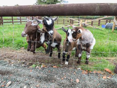Four young goats standing behind a wire fence with grass and wooden fencing in the background at The Pod at Bank House Farm The Blythe near Hixon