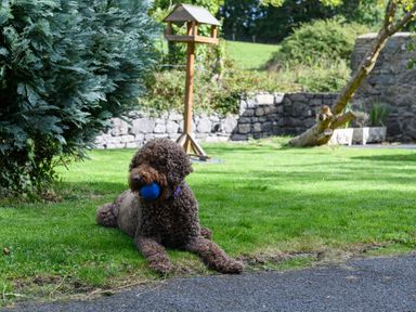 A brown curly-haired dog lying on grass with a blue ball in its mouth near a stone wall and bird feeder at Ty Bach - Beaumaris in Beaumaris