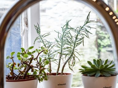 Three potted plants on a windowsill with a circular mirror frame at Honey Cottage in Port Isaac