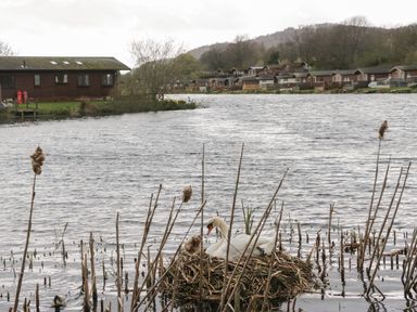 A swan sitting on a nest in a lake with wooden cabins and trees in the background at Hudson's Hideaway in South Lakeland Leisure Village