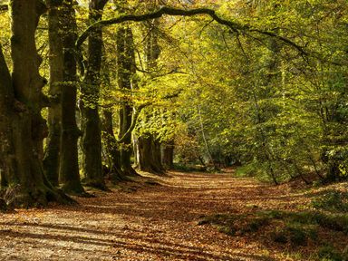 A pathway lined with trees and fallen leaves at 2 Faraway Fields in Dobwalls