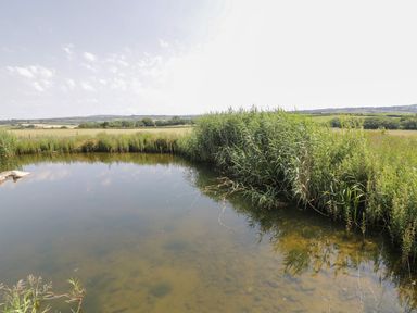 A small pond with tall grass and reeds at the edge and fields in the background at 15 Faraway Fields in Dobwalls