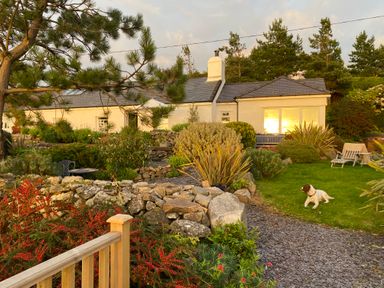 A garden with plants a stone wall a dog and a house in the background at Fron Olau in Nefyn