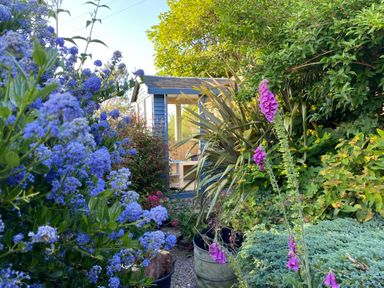 A garden with blue and purple flowers green plants and a small wooden shed at Fron Olau in Nefyn
