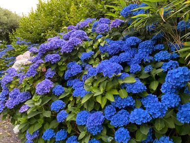 A garden with blue and purple hydrangea flowers and green leaves at Fron Olau in Nefyn