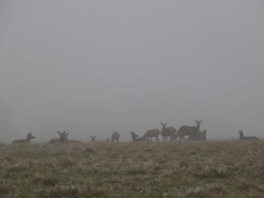 A group of deer standing and lying on a grassy field in fog