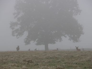 A foggy field with deer near a large tree at Peartree Cottage Stanford Bishop near Bromyard