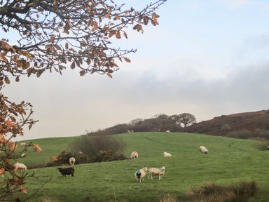 A grassy hillside with sheep grazing and autumn trees in the distance at Tir Eironwy Dinas near Nefyn