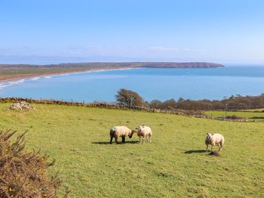 A field with three sheep near a coastline with cliffs and the sea at Tir Eironwy in Dinas near Nefyn
