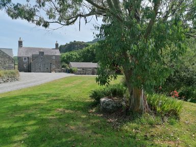 A grassy yard with a tree and stone buildings in the background at Tir Eironwy in Dinas near Nefyn