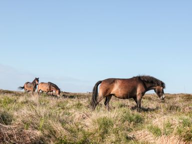 Three brown horses grazing in a grassy field under a clear sky at The Pound in Porlock