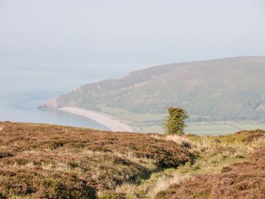 A hillside with shrubs and a single tree overlooking a curved beach and distant hills at The Pound in Porlock