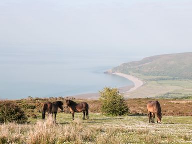 Three horses grazing on a grassy hillside with a coastline and hill in the background at The Pound in Porlock