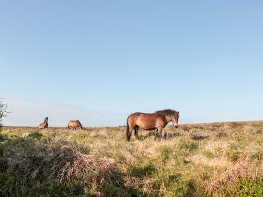 Three horses grazing on a grassy hill under a clear sky at The Pound in Porlock