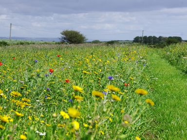 A field with wildflowers and a grassy path under a cloudy sky