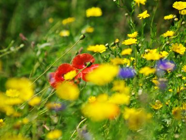 A field with yellow flowers red poppies and some purple flowers at The Rum House in Porthallow