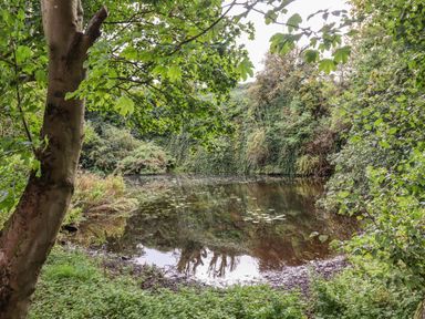 A small pond surrounded by dense greenery and trees at Quarry Haven in Bamburgh