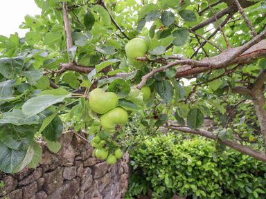 A branch with green apples and leaves in a garden near a stone wall at Manor Cottage in Embleton