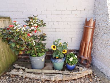 A garden corner with potted plants and wooden logs against a white brick wall at Riverside Lodge in Alnmouth