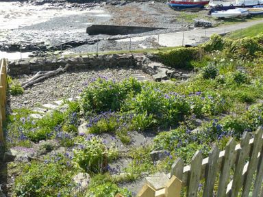 A garden with stone steps and purple flowers next to a rocky shoreline with boats and a fence at Cargoes in Craster