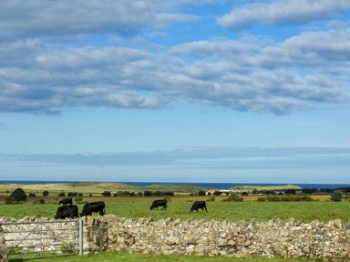 A green field with black cows grazing behind a stone wall and metal gate under a cloudy sky