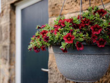 A hanging flower pot with red flowers in front of a dark blue door and stone wall at Bilton Farm Cottage No1 in Alnmouth