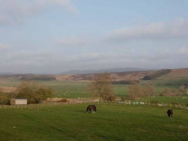 A green field with two horses and a small shed with hills in the background at Lantern View in Eglingham