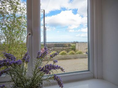 A window with a white frame and a purple flower plant on the windowsill overlooking a garden with wooden decking fencing and power lines at Bellshill Cottage in Belford