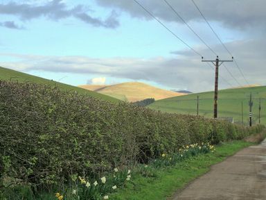 A rural road with telephone poles and a hedge with daffodils alongside green hills in the background at Briar Cottage in Town Yetholm and Kirk Yetholm