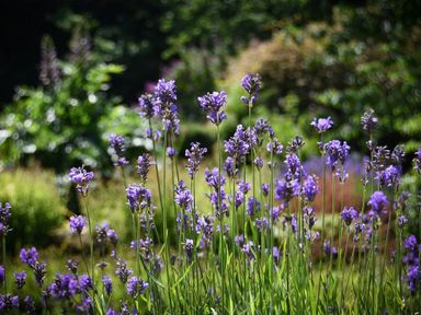 A garden with tall purple flowers and green foliage in the background at Craster Tower Coach House Craster