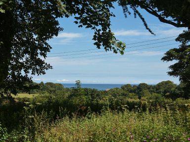 A view of trees and vegetation with the sea in the distance at Craster Tower Coach House in Craster