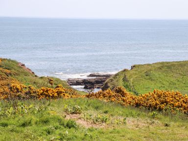 A coastal landscape with grassy cliffs yellow flowering bushes and the sea at Seaview Howick in Craster