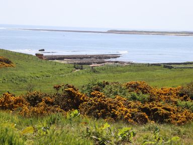 A coastal landscape with green fields yellow bushes a rocky shoreline and the sea at Seaview Howick in Craster