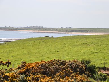 A coastal landscape with grassy fields and a sandy beach at Seaview Howick in Craster