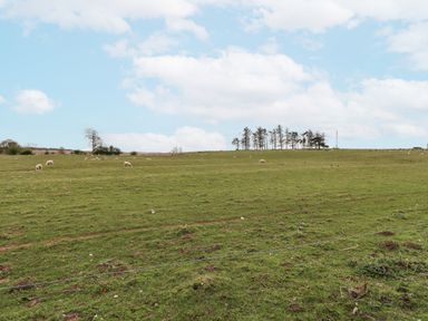 A grassy field with sheep grazing and a line of trees in the distance at Adderstone Cottage in Bamburgh