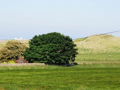 A countryside scene with green grass, trees, hills, and a small building in the distance at Quarry Mews in Bamburgh