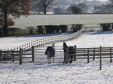 Two horses in a snowy fenced field with trees and hedges in the background at Palace Farmhouse in St Weonards