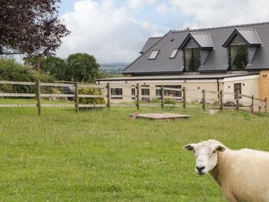 A sheep in a fenced grassy area with a house and trees in the background at Palace Farmhouse in St Weonards