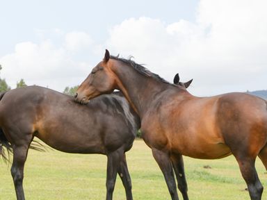 Two brown horses standing on grass with one horse resting its head on the other in a field