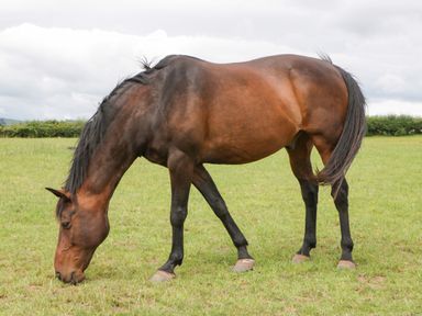A brown horse grazing on grass in a field with a hedge and cloudy sky in the background