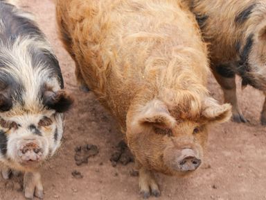 Two pigs standing on dirt ground at Palace Farmhouse in St Weonards