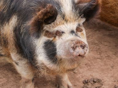A close up of a pig standing on dirt ground