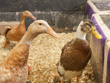 Three ducks standing on wood shavings inside an enclosure at Palace Farmhouse in St Weonards