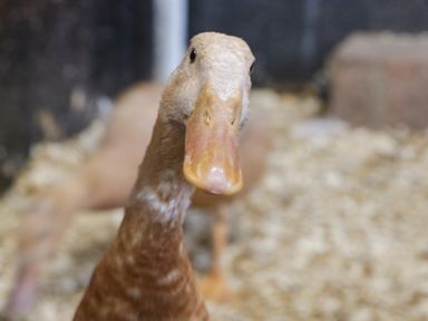 A close up of a brown duck inside a pen with wood shavings on the ground at Palace Farmhouse in St Weonards