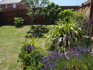 A fenced garden with grass lawn small trees and bushes with purple flowers at Cliffwalk Cottage in Southwell