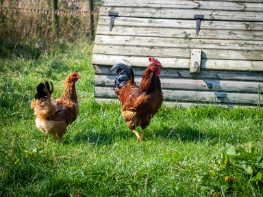 A grassy outdoor area with a chicken coop and two chickens in the grass at How Hill Farm Cottage in Greystoke